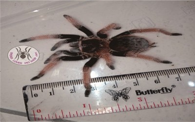 Klaasi Male tarantula